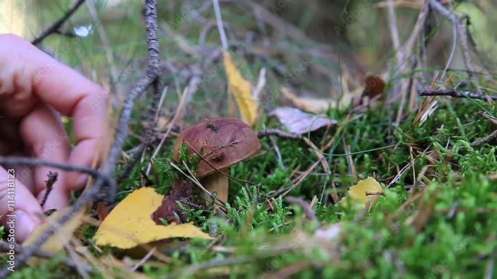 ein Pilz (Maronenröhrling) im Wald wird abgeschnitten