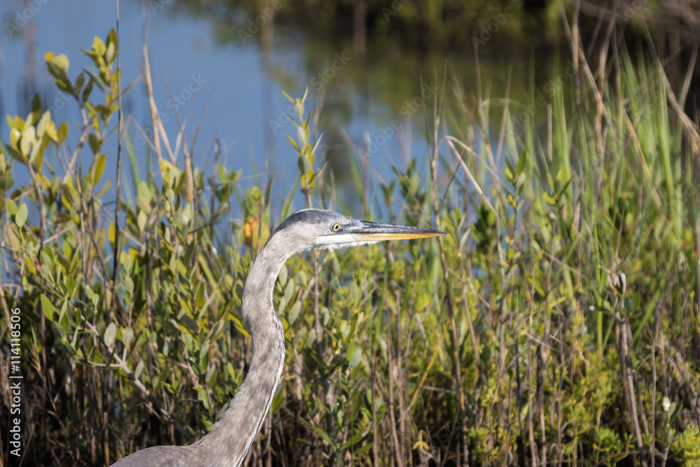 Great Blue Egret, Merritt Island National Wildlife Refuge, Flori Great Blue Egret, Merritt Island National Wildlife Refuge, Flori