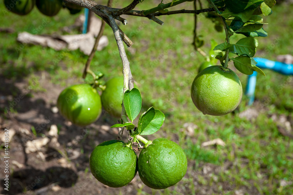 Lime green tree hanging from the branches Lime green tree hanging from the branches