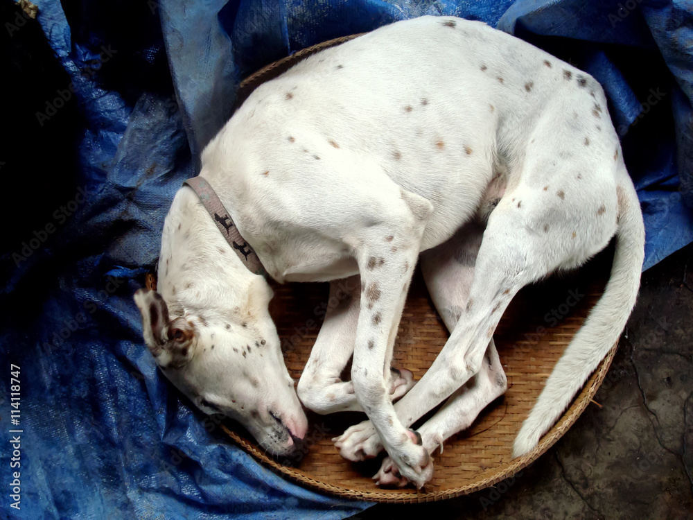 Dalmatian Sleeping on Circle Dalmatian Sleeping on Circle