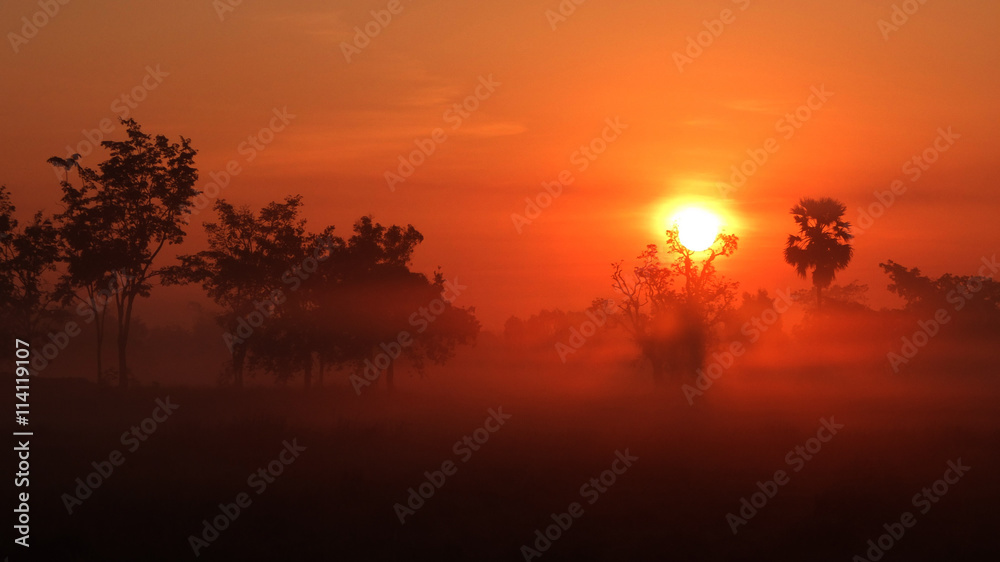 Tree Fog and Sun