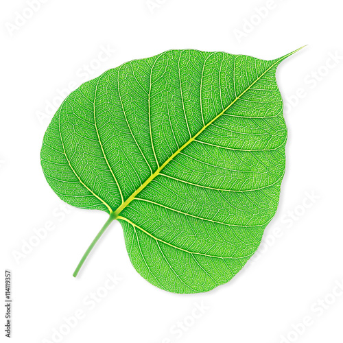 Green bodhi leaf isolated on white background