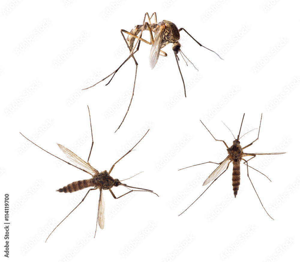 three forest isolated mosquito collection three forest isolated mosquito collection
