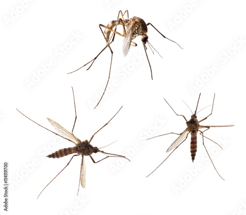 three forest isolated mosquito collection