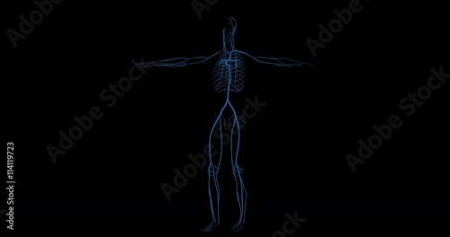 Animation of veins represented in blue of circulatory system of a human body in rotation ove black background in 4K format photo