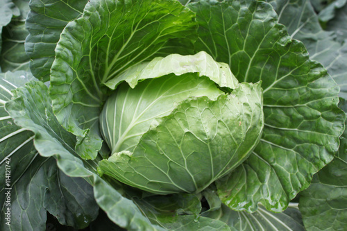 close-up of fresh cabbage in the vegetable garden