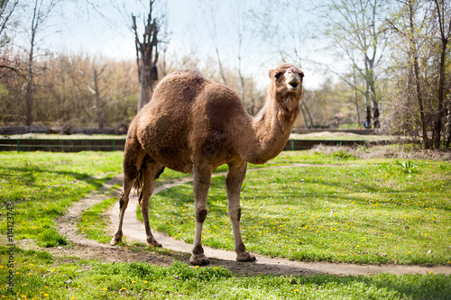 Camel with one hump in the zoo