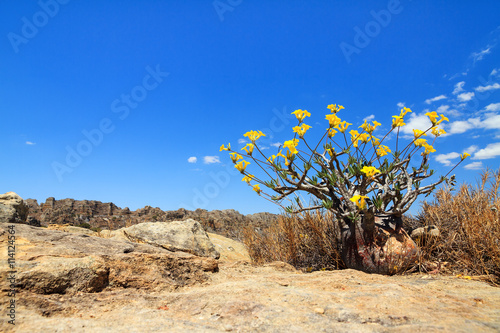 Pachypodium Rosulatum Gracilius, common name Elephant's Foot Plant, in Isalo national park, Madagascar photo