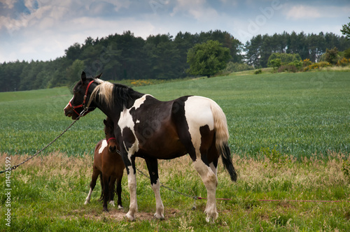 Foal with a mare on a summer pasture © inventart
