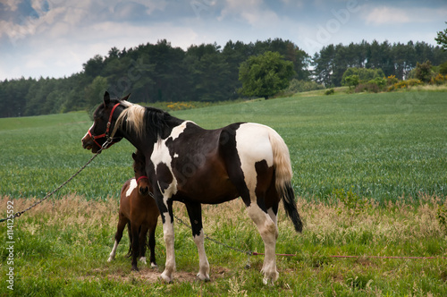 Foal with a mare on a summer pasture