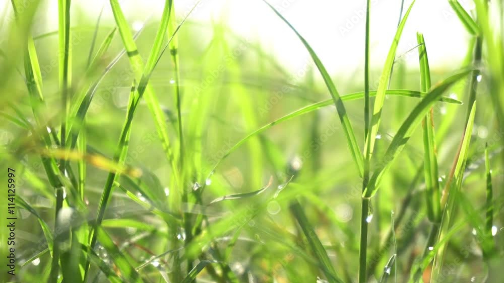Fresh green grass on the field, Dolly shot Fresh green grass on the field, Dolly shot