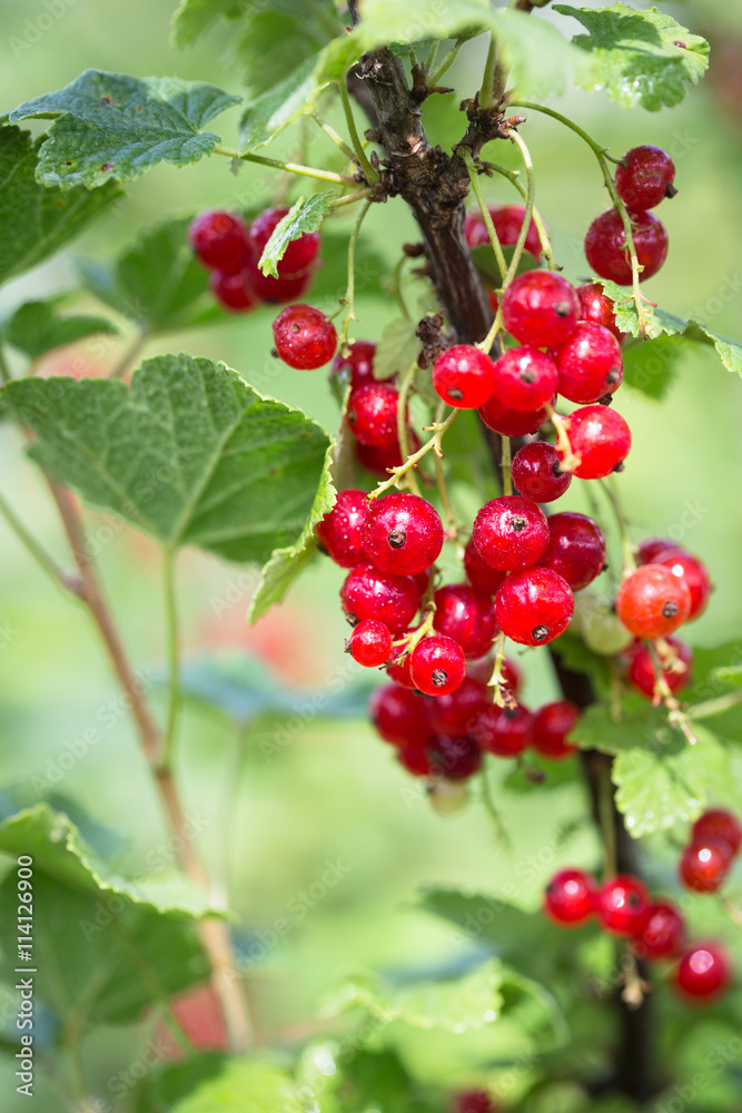Red currants in the garden. Ripe Red currant Red currants in the garden. Ripe Red currant