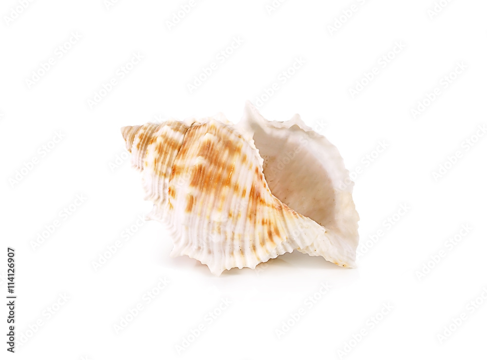 shells close up isolated on white background shells close up isolated on white background