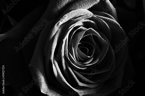Black and white rose close up beautiful macro photo
