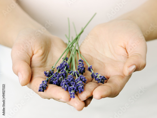 Fototapeta Naklejka Na Ścianę i Meble -  female hands with lavender