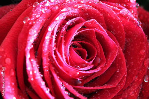 Red rose with drops of water close up macro photo