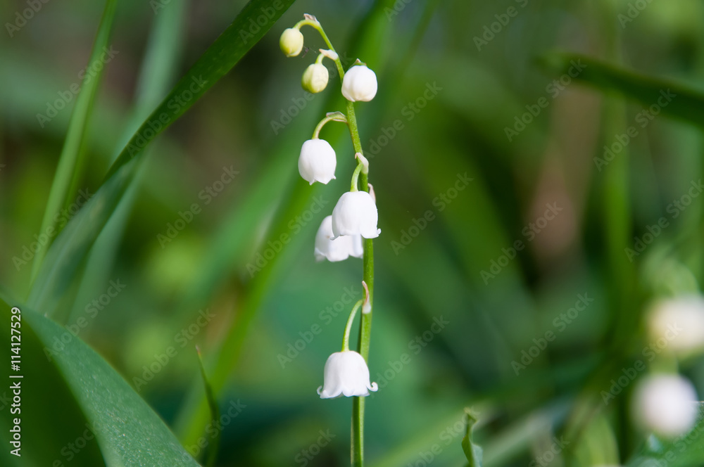 Blossoming lily of the valley in the forest
