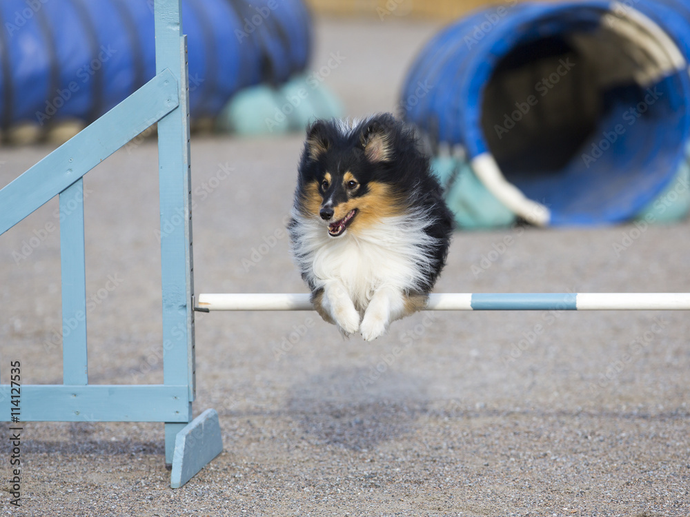 Agility sheltie sales