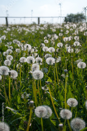 Dandelion field on fenced meadow