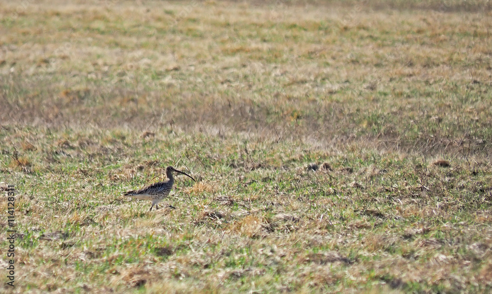 bird curlew in the field bird curlew in the field