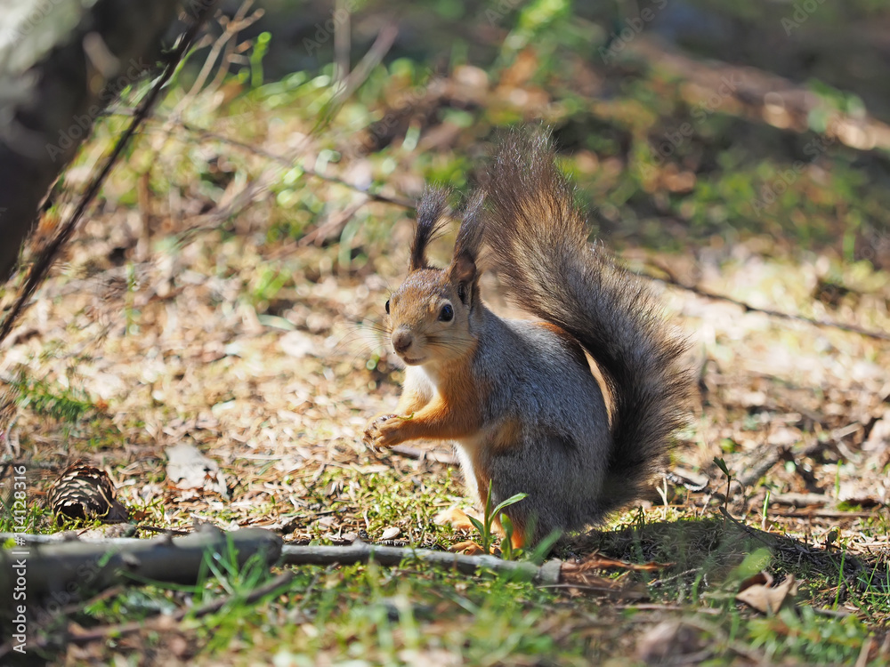 red squirrel on a feeding trough in the forest red squirrel on a feeding trough in the forest