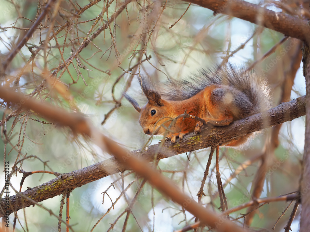 Fototapeta premium red squirrel on a feeding trough in the forest
