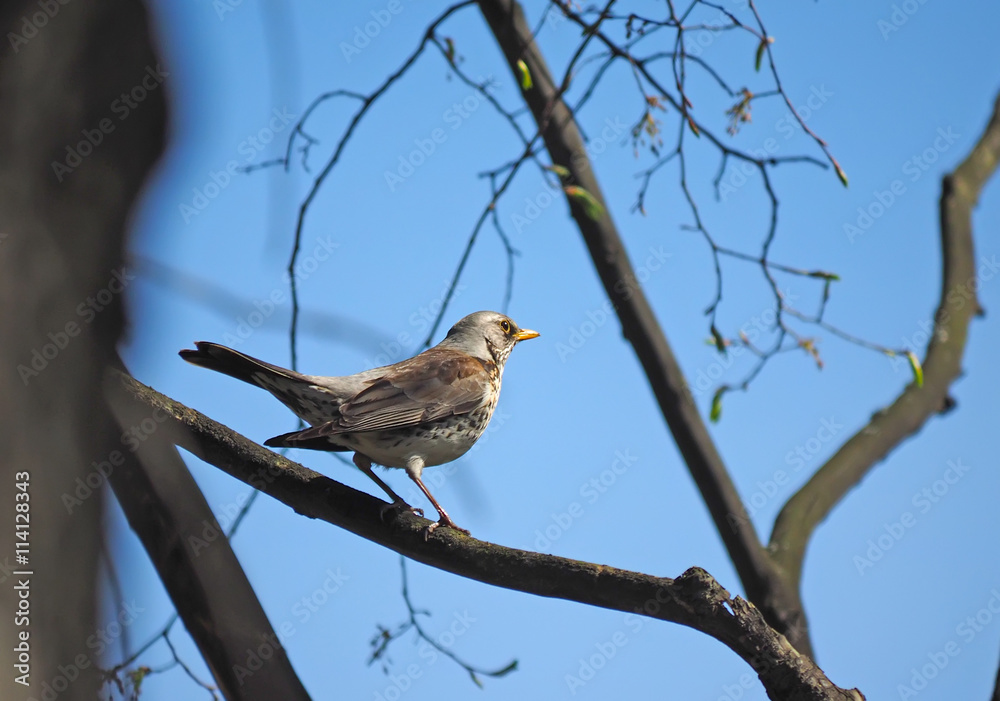 Thrush Fieldfare on a tree in the forest Thrush Fieldfare on a tree in the forest