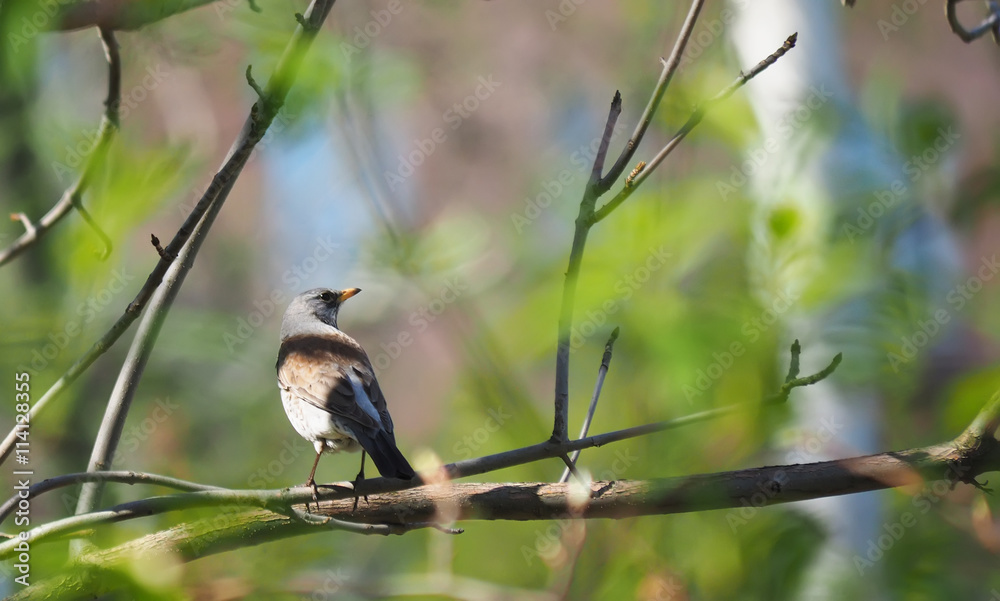 Fototapeta premium Thrush Fieldfare on a tree in the forest