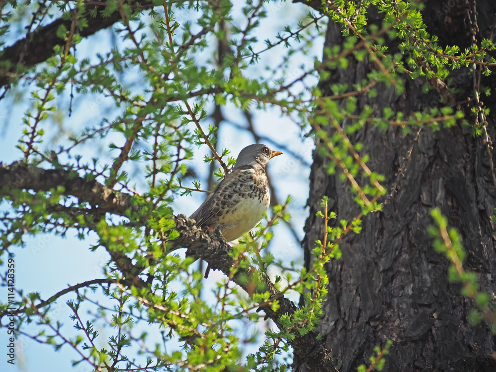 Thrush Fieldfare on a tree in the forest Thrush Fieldfare on a tree in the forest