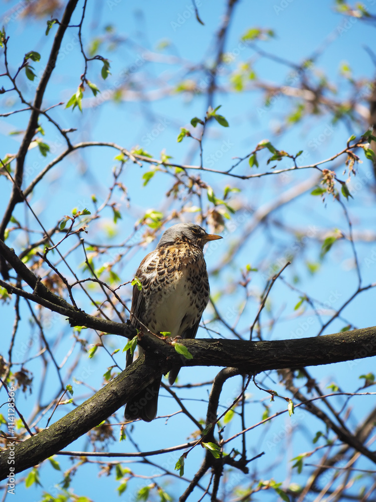 Thrush Fieldfare on a tree in the forest Thrush Fieldfare on a tree in the forest