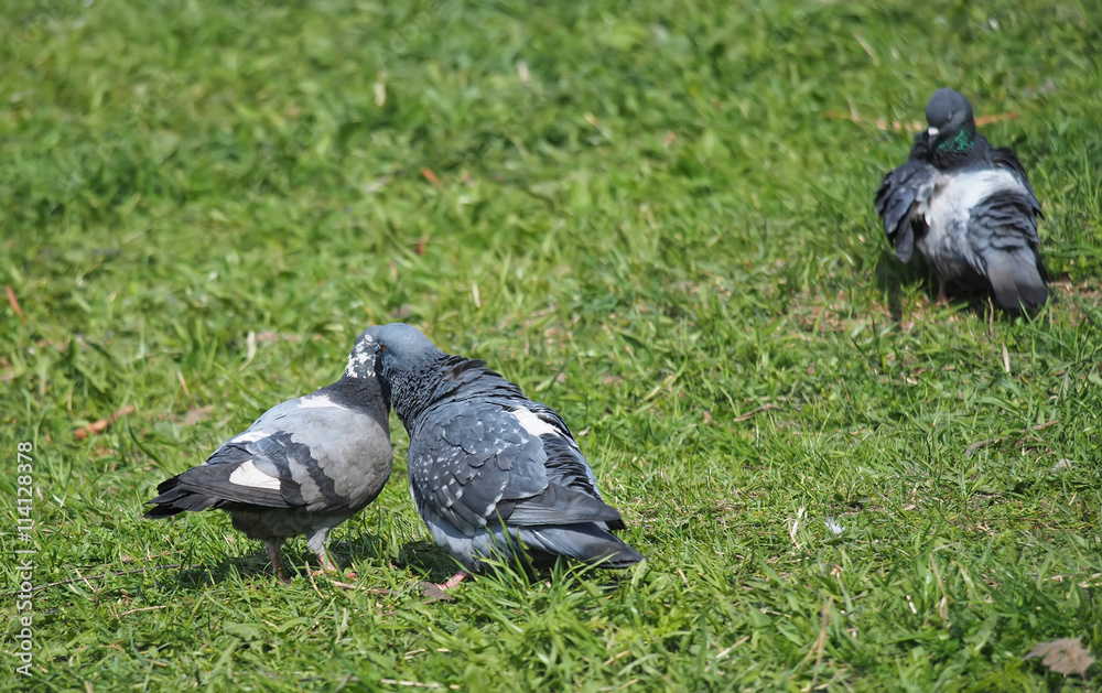 Obraz premium Pigeons on the grass