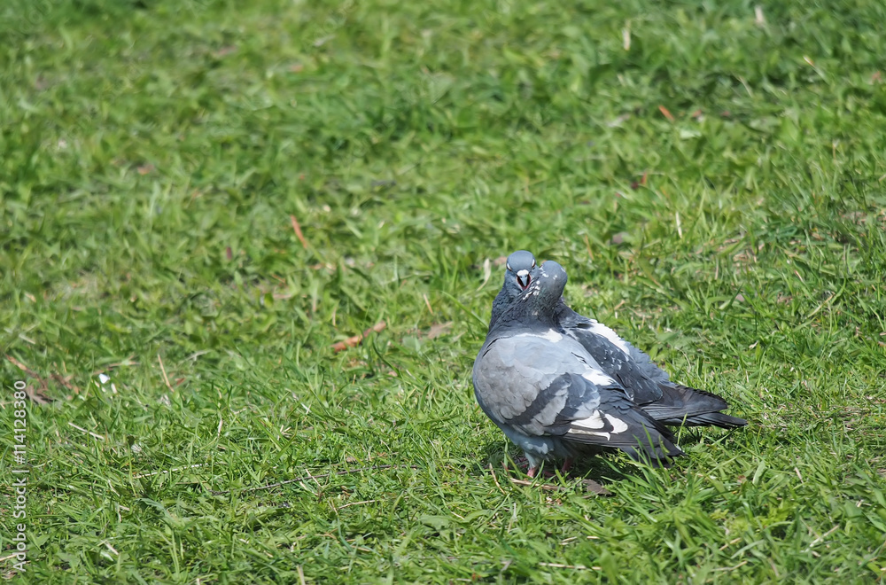 Obraz premium Pigeons on the grass