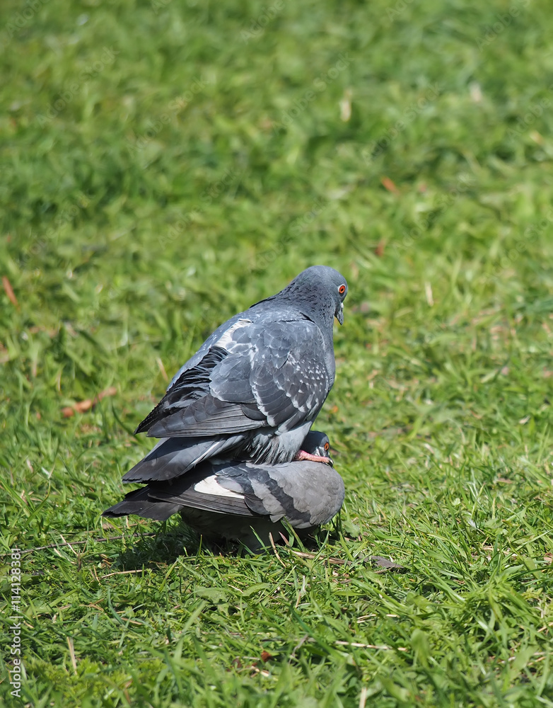 Fototapeta premium Pigeons on the grass