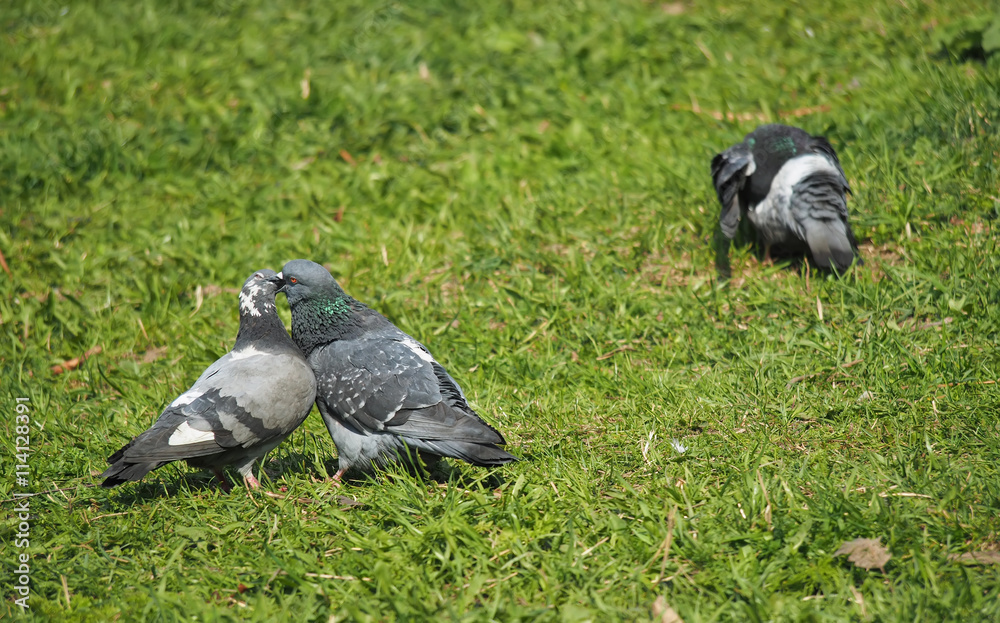 Obraz premium Pigeons on the grass