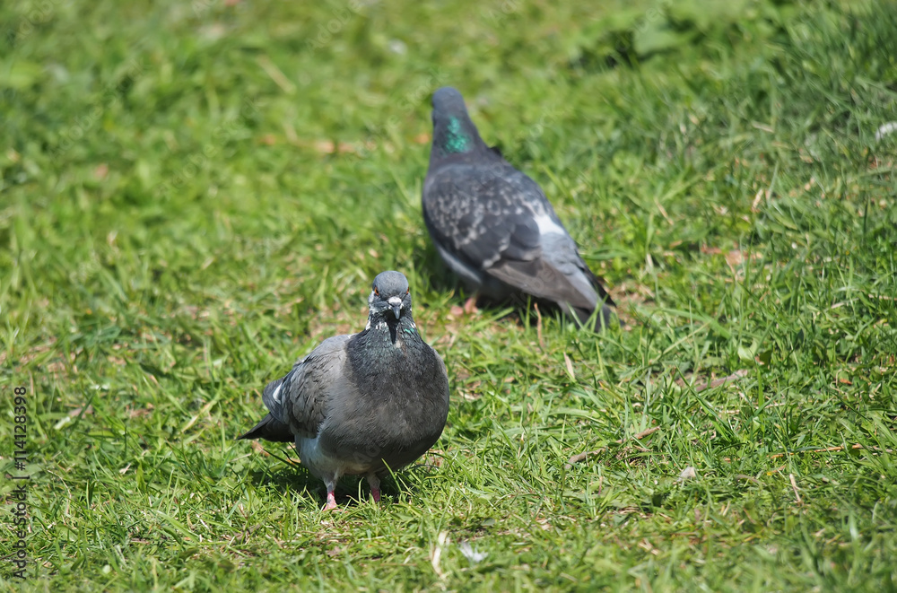 Fototapeta premium Pigeons on the grass