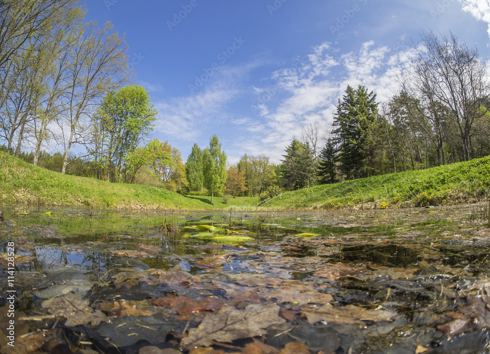 pond in the woods pond in the woods