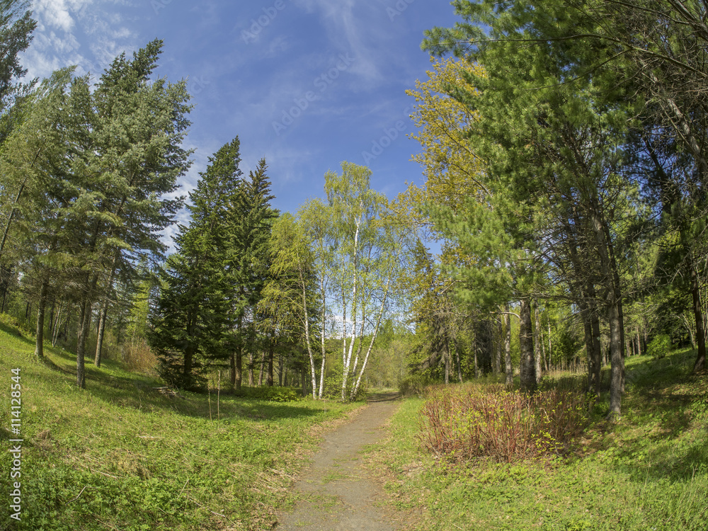 Obraz premium trail in Spring Park