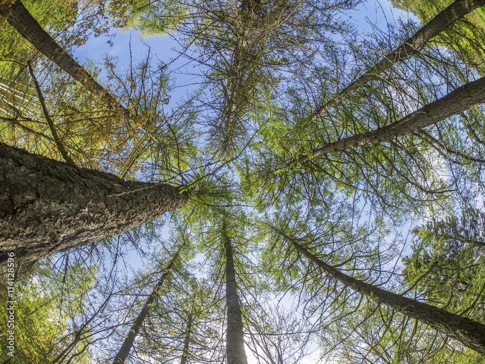 Fototapeta premium trees from the bottom up