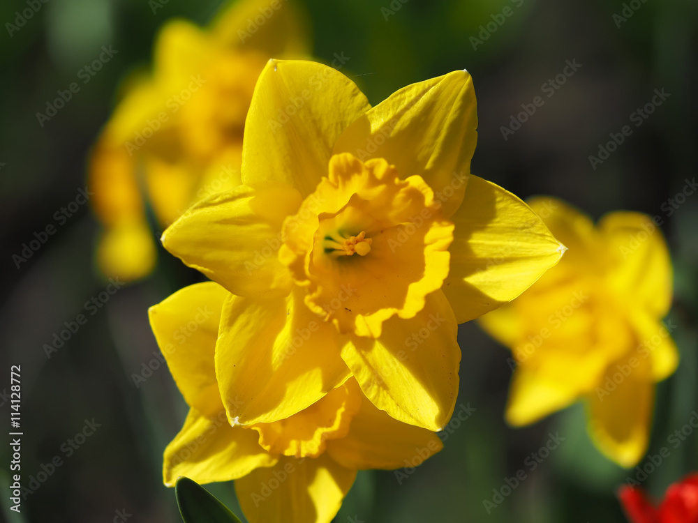 Daffodils flowers in the flowerbed Daffodils flowers in the flowerbed