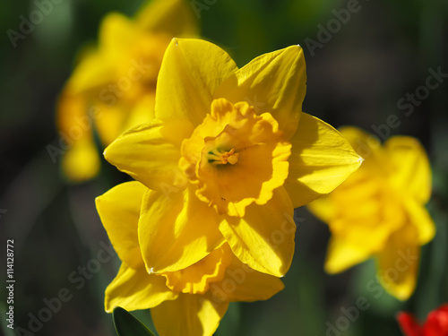 Fototapeta Naklejka Na Ścianę i Meble -  Daffodils flowers in the flowerbed
