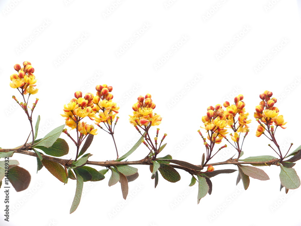barberry flowers on a white background