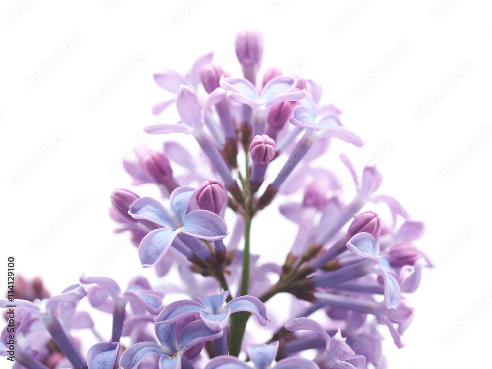 lilac on a white background