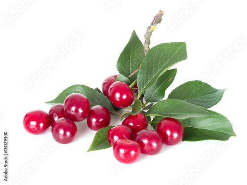 Sour cherries on white with leaves.