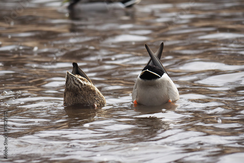 ducks upside down in a lake photo