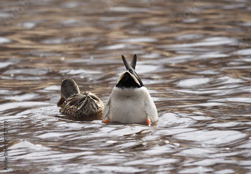 ducks upside down in a lake photo