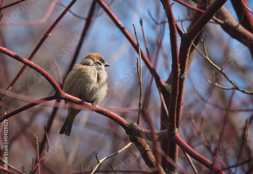 Sparrow on a branch in the forest