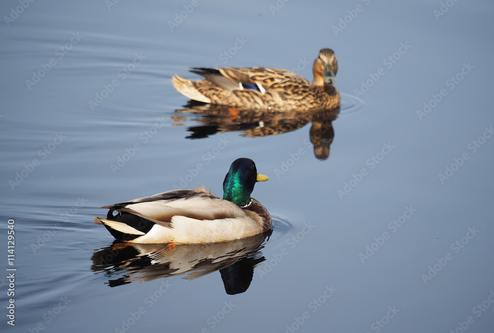 Mallard duck on the lake Mallard duck on the lake