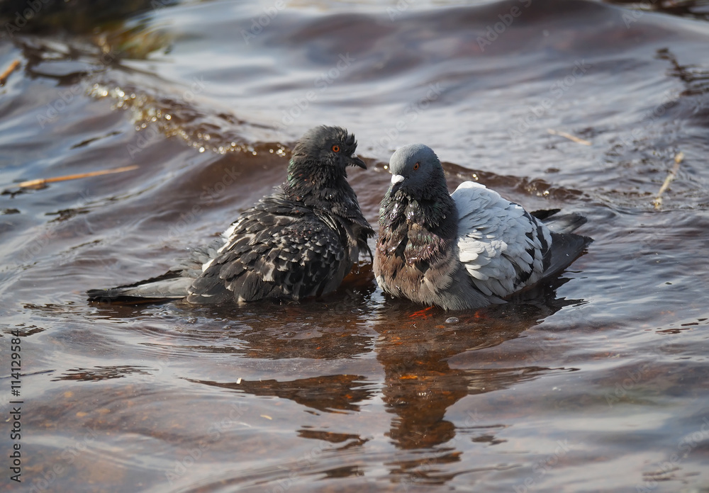 Fototapeta premium Pigeons bathe in lake