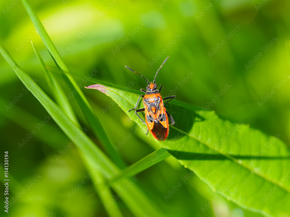 Soldier bug on a leaf Soldier bug on a leaf