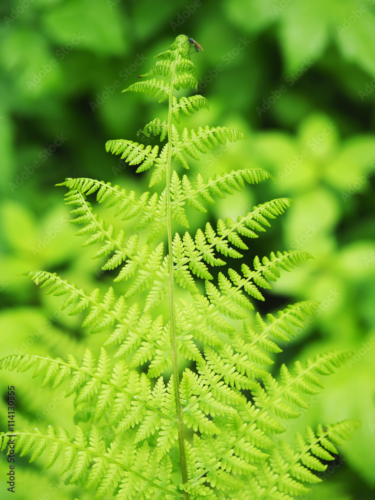 fern leaves in the forest fern leaves in the forest